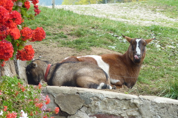 Ziegen auf dem Oberh�fenhof