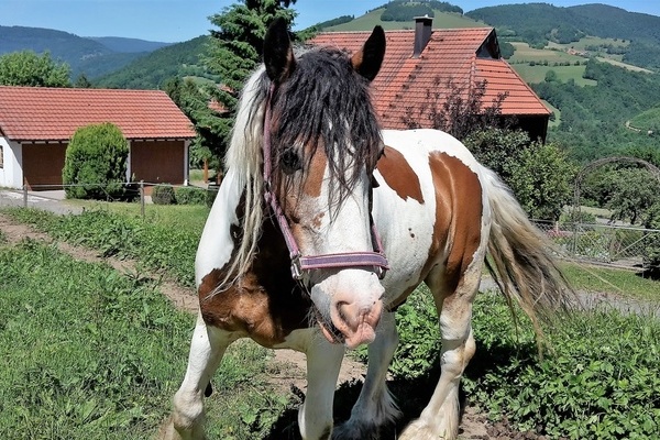 ''Zum Marterer-Hof gehören Pferde, Hühner, Hasen, ein Hof-Kater und viele Kühe.''