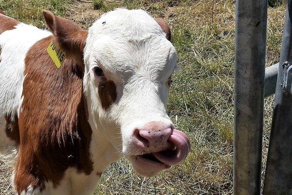 ''Unsere Kälber freuen sich über Streicheleinheiten. ''