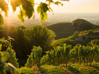 Fachwerk Blumen (Bildnachweis: Mit freundlicher Genehmigung der Tourist-Info Sasbachwalden ©Steffen Egly) Fachwerk Blumen (Bildnachweis: Mit freundlicher Genehmigung der Tourist-Info Sasbachwalden ©Steffen Egly)