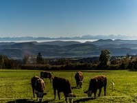 (Bildnachweis: Mit freundlicher Genehmigung des Tourismus- und Kulturamtes Laufenburg) (Bildnachweis: Mit freundlicher Genehmigung des Tourismus- und Kulturamtes Laufenburg)